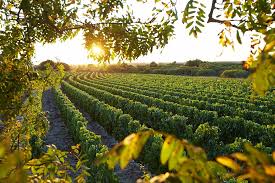  Vins de Terroir 